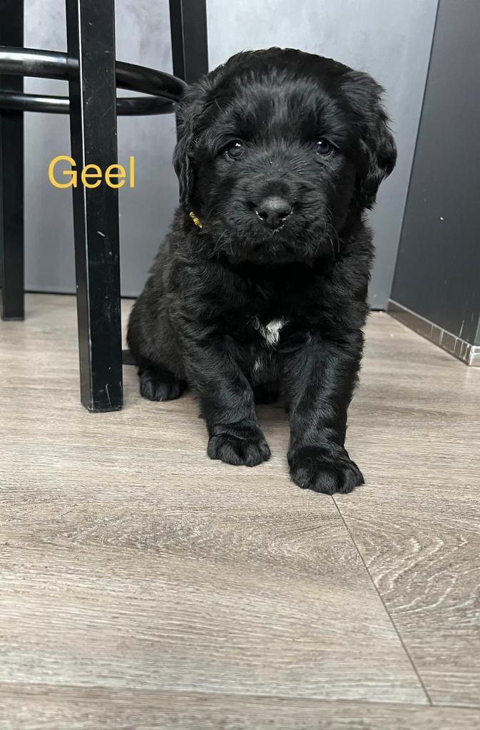 Prachtige Boulab pups., Dieren en Toebehoren, Honden | Niet-rashonden, Groot, Reu, Particulier, Meerdere, Nederland, 8 tot 15 weken