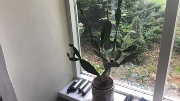 Cactus beschikbaar voor biedingen
