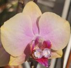 Otazu Swarovski gold plated light pink earpins oorbellen, Met kristal, Nieuw, Ophalen of Verzenden, Roze
