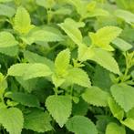 citroen melisse stekjes, Tuin en Terras, Ophalen, Bodembedekkers, Volle zon, Vaste plant