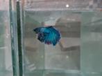 Betta splendens super delta kempvis man