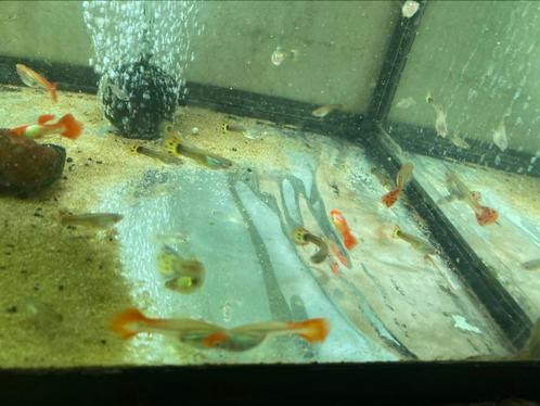 HQ guppen eigen kweek koi guppen en mozaiek, Dieren en Toebehoren, Vissen | Aquariumvissen, Zoetwatervis, Vis, Schoolvis