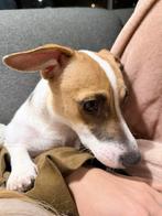 Jack russel, Dieren en Toebehoren, Jack Russell Terriër, 1 tot 2 jaar, Teef, Eén hond