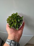 Kalanchoë mother of thousands stekjes, Huis en Inrichting, Kamerplanten, Ophalen, Halfschaduw, Minder dan 100 cm