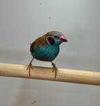 Gezocht verschillende soorten vogels, Dieren en Toebehoren, Meerdere dieren