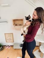 Kattenoppas en opvang in Drachten en omgeving, Diensten en Vakmensen, Dieren | Katten | Verzorging, Oppas en Les, Pension of Dagopvang
