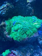 Rhodactis groen oren 30 stuks koraal zeeaquarium, Dieren en Toebehoren, Overige typen, Zoutwatervis