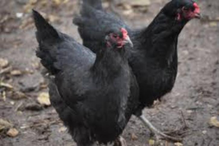 Zwarte kippen., Dieren en Toebehoren, Pluimvee, Kip, Vrouwelijk