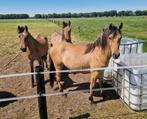 Te koop drie super gave New forest x fjord, Merrie