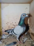 Jonge postduif doffer, Dieren en Toebehoren, Vogels | Duiven, Mannelijk, Postduif