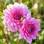 Dahlia, Ophalen of Verzenden, Volle zon, Knol