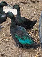 Broedeieren van mooie Cayuga eenden, Dieren en Toebehoren, Pluimvee, Geslacht onbekend, Eend