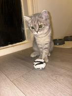 Britse korthaar kittens - liefst samen weg!, Meerdere dieren, Ontwormd, 0 tot 2 jaar