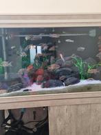 Over Compleet aquarium, Dieren en Toebehoren, Vissen | Aquariumvissen, Vis, Zoetwatervis, Schoolvis