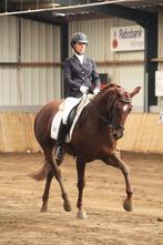 Lief recreatie-/dressuurpaard en 2-jarige merrie, Dieren en Toebehoren, Paarden, Merrie, Z, Gechipt, Dressuurpaard
