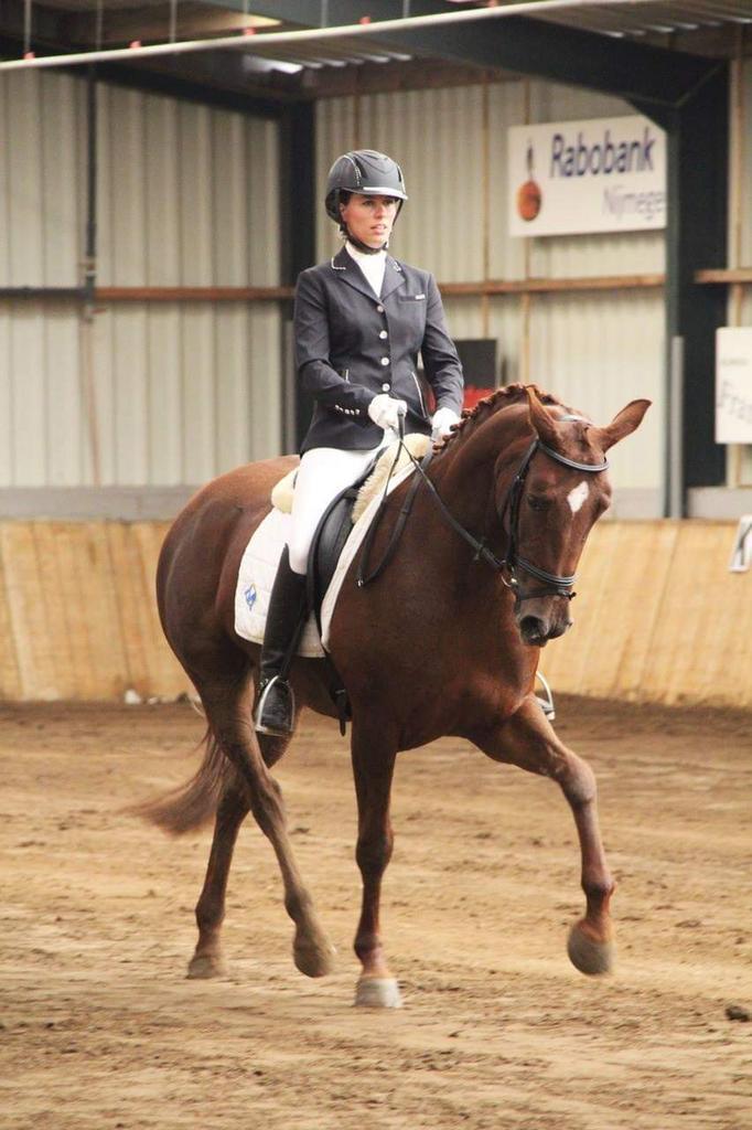 Lief recreatie-/dressuurpaard en 2-jarige merrie, Dieren en Toebehoren, Paarden, Merrie, Z, 160 tot 165 cm, 11 jaar of ouder, Dressuurpaard