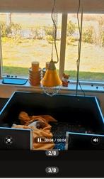 Te huur werpkist voor hond, Dieren en Toebehoren, Ophalen