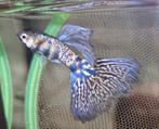 Blue Tiger king Cobra Guppy 100% Raszuiver Guppen, Vis, Zoetwatervis, Schoolvis