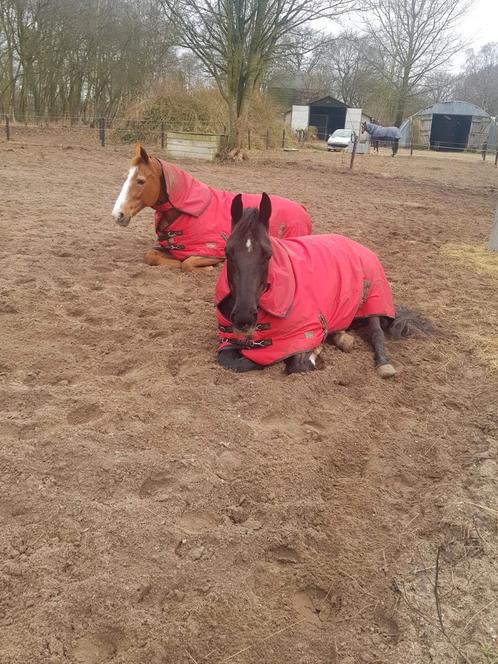 Stal in hierden bied 1 plekje vrij per 1 juni, Dieren en Toebehoren, Stalling en Weidegang