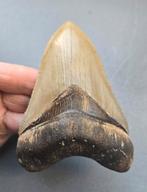 NC Megalodon tand 12,5cm, Ophalen of Verzenden, Fossiel