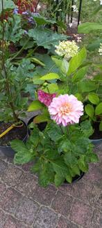 Dahlia plant 4 euro, foto 8 en 9 is 7 euro., Volle zon, Vaste plant, Zomer, Ophalen