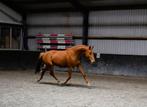 Super bewegen en top springen: Cocomara, Dieren en Toebehoren, Paarden, Merrie, Springpaard, Gechipt, 3 tot 6 jaar
