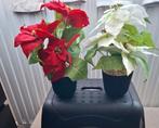 Kunst kerststerren in pot, Ophalen, Zo goed als nieuw, Overige kleuren, Minder dan 50 cm