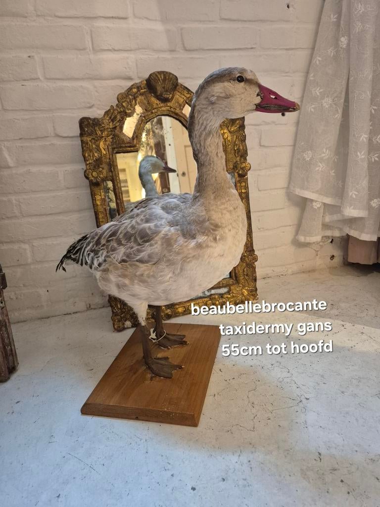 Taxidermy opgezette gans, Verzamelen, Dierenverzamelingen, Ophalen, Zo goed als nieuw, Vogel, Opgezet dier