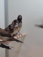 Japanse meeuwen, Dieren en Toebehoren, Vogels | Overige Vogels, Meerdere dieren, Tropenvogel, Geringd