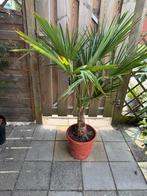 Waaierpalm trachycarpus fortunei, Tuin en Terras, Planten | Tuinplanten, Ophalen, Bloeit niet, Overige soorten, Halfschaduw