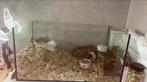 Grote hamsterkooi / terrarium glazen bak, Kooi, Minder dan 60 cm, Hamster, 75 tot 110 cm