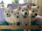 Witte Herder Pups, Dieren en Toebehoren, Honden | Herdershonden en Veedrijvers, CDV (hondenziekte), 8 tot 15 weken, Meerdere, Meerdere dieren