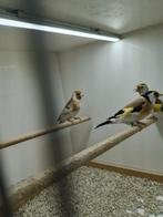 Majoor putters, Meerdere dieren, Wildzangvogel, Geringd