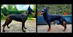 Verwacht Mechelse x Hollandse herder, CDV (hondenziekte), 8 tot 15 weken, Meerdere, Meerdere dieren