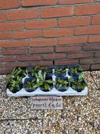 Scharnier bloem planten, Volle zon, Vaste plant, Zomer, Ophalen