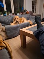 Goud mandje voor sparky, Parvo, Eén hond, 3 tot 5 jaar, Nederland