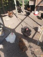 Krielkippen, Dieren en Toebehoren, Meerdere dieren, Kip