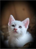 Lieve witte kitten (ingeent ) prachtig Wit poesje, Dieren en Toebehoren, Katten en Kittens | Overige Katten, Meerdere dieren, Kortharig