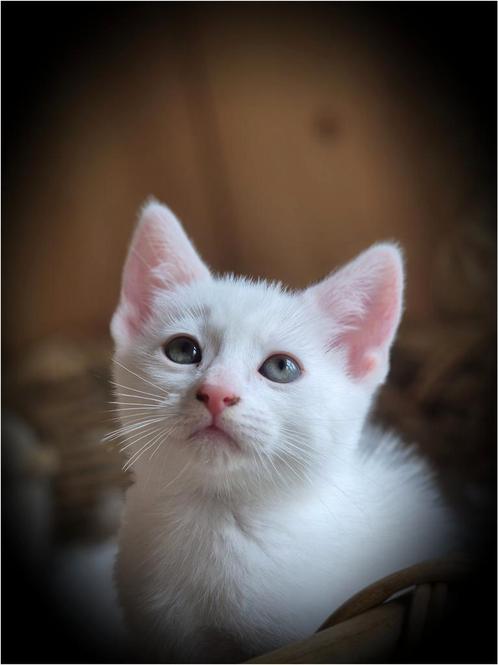 Lieve witte kitten (ingeent ) prachtig Wit poesje, Dieren en Toebehoren, Katten en Kittens | Overige Katten, Kortharig, Meerdere dieren