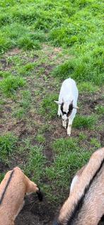 4 jonge geitjes bokjes, Dieren en Toebehoren, Schapen, Geiten en Varkens, Mannelijk, Geit