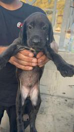 Pup 3, Dieren en Toebehoren, Honden | Niet-rashonden, Particulier, Rabiës (hondsdolheid), 15 weken tot 1 jaar, Reu