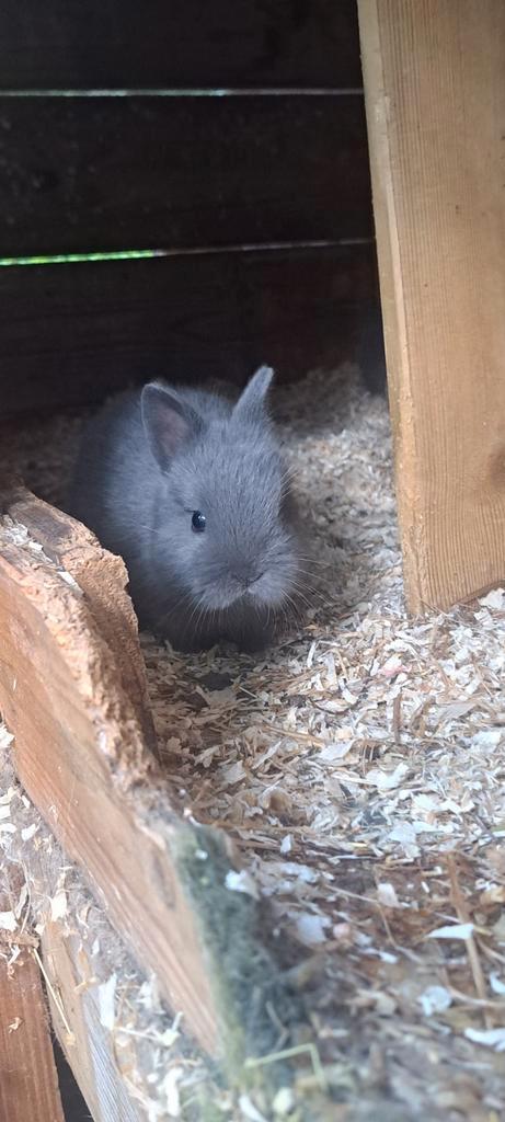 Kleurdwerg dwerg konijn, Dieren en Toebehoren, Konijnen, Dwerg, Meerdere dieren
