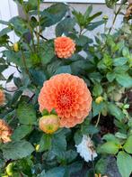 Dahlia Sylvia, Ophalen of Verzenden, Volle zon, Knol