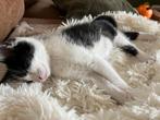Nog  1 kitten katertje mag al naar een nieuw huisje, Poes
