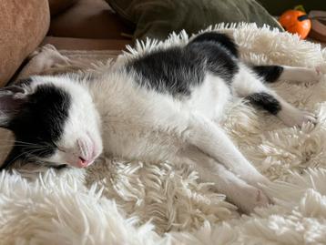Nog  1 kitten katertje mag al naar een nieuw huisje beschikbaar voor biedingen