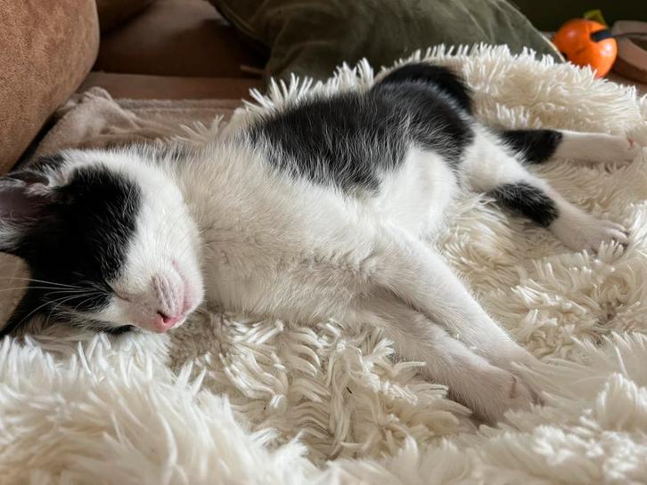 Nog  1 kitten katertje mag al naar een nieuw huisje, Dieren en Toebehoren, Katten en Kittens | Overige Katten, Poes