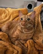 Lieve kat zoekt een nieuw warm thuis, Dieren en Toebehoren, Katten en Kittens | Raskatten | Korthaar, Kater