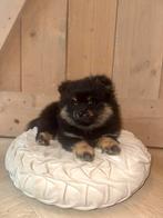 Pomeriaan pup, Dieren en Toebehoren, Overige rassen, 8 tot 15 weken, Teef, Meerdere