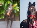 Jouw huisdier in het klein!?/ Schleich repaints in opdracht, Ophalen of Verzenden, Nieuw, Paard, Beeldje of Figuurtje