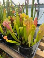 Sarracenia “Maroon” vleesetende plant, Tuin en Terras, Planten | Tuinplanten, Ophalen, Zomer, Volle zon